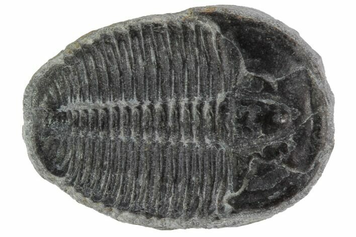 Elrathia Trilobite Fossil - Utah #97066